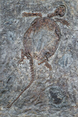 Ancient fossil. Fossil of a prehistoric turtle © diy13