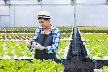 Naklejka na ściany i meble Happy Asian local farmer testing ph level of the water in the green oak salad lettuce greenhouse using hydroponics system in organic approach for family business with copy space