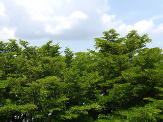 image for background  lush greenery  feel fresh  of big green trees