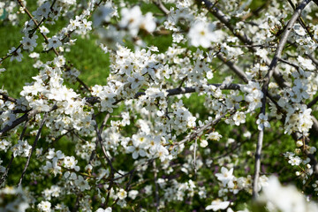 white flowering cherry plum branches in the garden in spring background backdrop