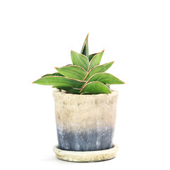 観葉植物、サンセベリア・サムライドワーフの鉢植え【白背景】