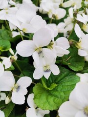 Fototapeta premium white flowers in the garden