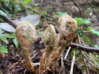 ギョウジャニンニク
アイヌネギ
キトピロ