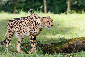 草むらを歩くキングチーター