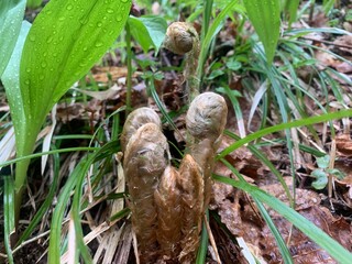 こごみ