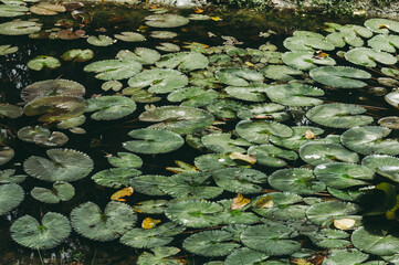 Obraz na płótnie Canvas Indian lotus water lily leaves filled the pond water surface. Green Nature background.
