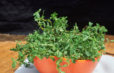 tropical herb Glinus oppositifolius, also known as Gima (or gime) Shak, Bitter Cumin, Indian...