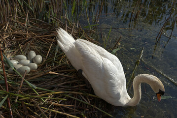 A swan gets up from the nest and you can see the eggs.