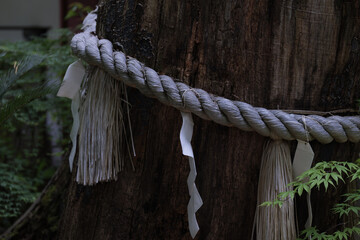 神社のご神木　注連縄と紙垂