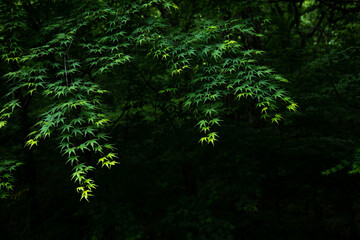 森の木陰の若葉
