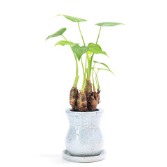 Naklejka premium 観葉植物、アロカシア・ククラータ（シマクワズイモ）の鉢植え【白背景】