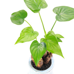 観葉植物、アロカシア・ククラータ（シマクワズイモ）の葉【白背景】