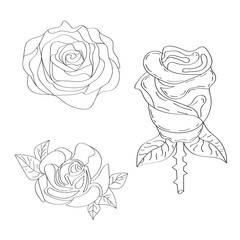 Rose flower on white background. One line drawing style. Rose flower line art.