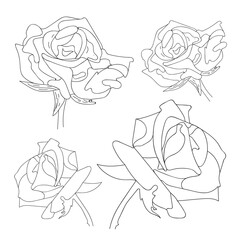 Rose vector set by hand drawing. Beautiful flower on white background. Black color line art rose.