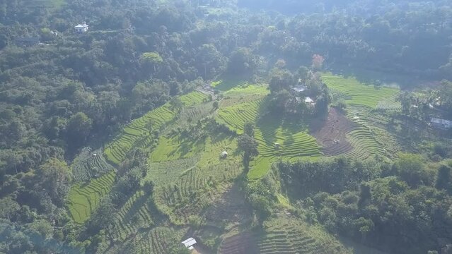 Rice grown on plantations surrounded by dense tropical vegetation on sunny morning in Ella. Stepped terraces made in highland of Sri Lanka aerial view