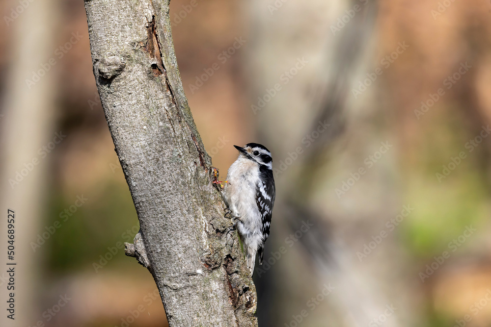 Poster  The downy woodpecker (Dryobates pubescens) The smallest woodpecker in North America.