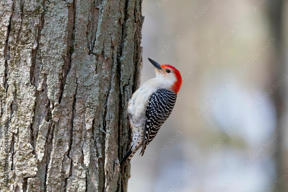 Poster The red-belied woodpecker (Melanerpes carolinus)  in the park.