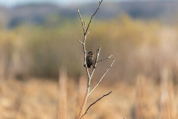 Female red-wing blackbird sitting on the marsh on spring. Natural environment in conservation Wisconsin area .