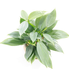 観葉植物、フィロデンドロン・シルバーメタルの葉【白背景】 © Shigeyasu Urayama