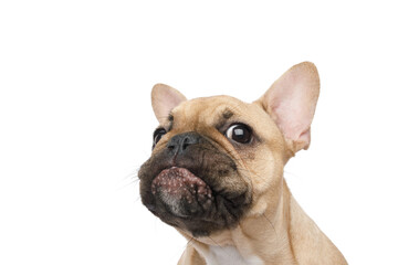 Closeup portrait of French bulldog with funny face on isolated white background, front view