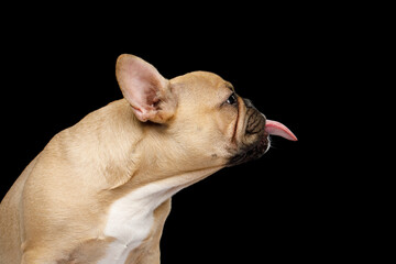 Close-up portrait of a French bulldog showing his tongue on isolated black background, side view
