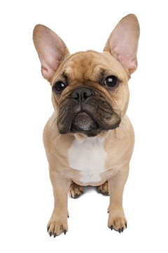 Funny French bulldog, sitting on an isolated white background, front view