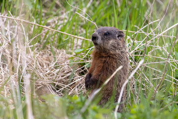 Naklejka na ściany i meble The groundhog (Marmota monax), also known as a woodchuck on a meadow.
