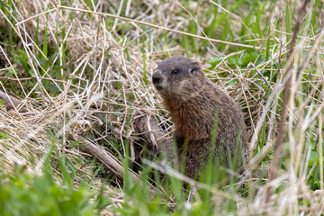 Naklejka na ściany i meble The groundhog (Marmota monax), also known as a woodchuck on a meadow standing by the burrow