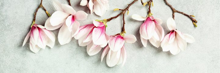 Spring magnolia flowers on grey stone background banner