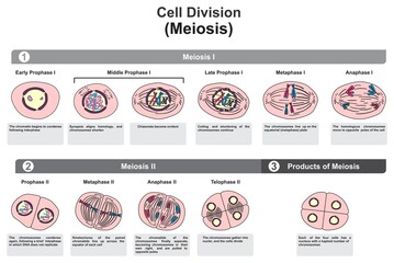 Cell division meiosis stages infographic diagram for biology science education cartoon vector drawing illustration sexually reproducing organism gametes chromosome reductional division of germ cells - obrazy, fototapety, plakaty