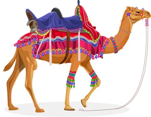 Foto op Plexiglas Beautiful Decorated dromedary camel in India © neelstock