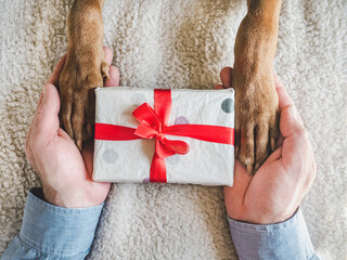 Dog paws, male hands and gift box. Top view. Close-up, indoors. Congratulations for family,...