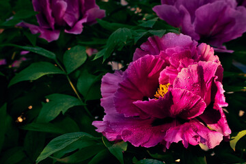 Close up photo of peony (paeonia officinalis) flowers with morning dew in sunlight