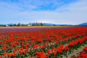 Fototapeta premium View of Skagit Valley Tulip Field, Washington, USA