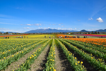 View of Skagit Valley Tulip Field, Washington, USA