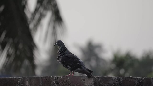4k video of rock pigeon or rock dove cleaning its feathers with its beak. black avi fauna sitting on a brick wall. 