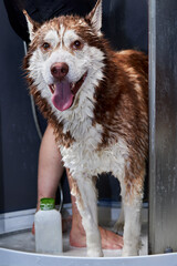 Washing cute red husky dog in the shower cubicle. Satisfied dog smiling.