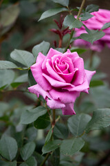 薔薇