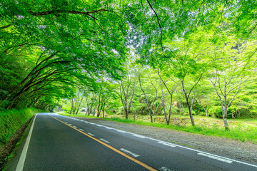 Obraz premium 初夏のひさしもみじ 大分県中津市 Hisashimomiji in early summer. Ooita-ken Nakatsu city.