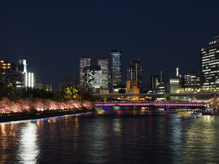 Fototapeta premium 春、大阪天満橋の桜と夜景