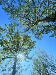 青い空に若葉が映える紅葉　京都縦貫道南丹PA