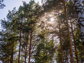 The sun shines through the crowns of pines. Beautiful summer view
