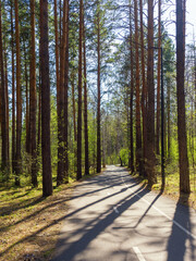 Path in a pine forest. Beautiful summer view. Sunny day