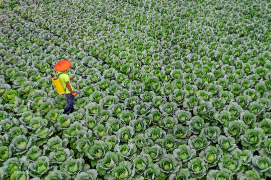 Cabbage farmers tend to their enormous patch as they prepare the vegetables for picking.