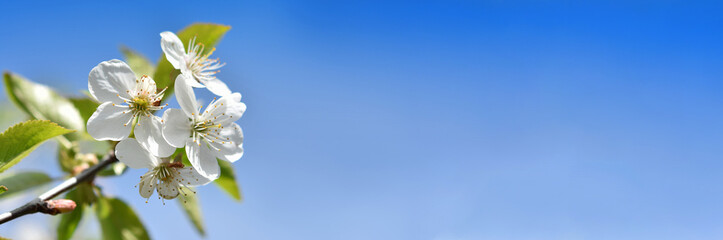 blossoming apple tree flowers on a blue background. banner. copy space. the concept of spring positivity flourishing life