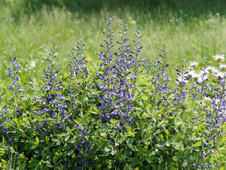 Baptisia Australis - Lupin Indigo ou faux indigotier à floraison papilionacée en épis bleu...