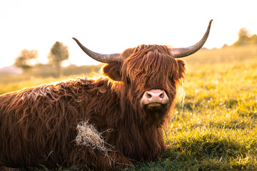 Brown Scottish Highland Cattle with long horns lies on the field in the warm light of sunset