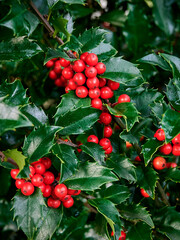 Closeup of red berries and shiny green leaves of Christmas Holly (Ilex aquifolium). Selective focus...