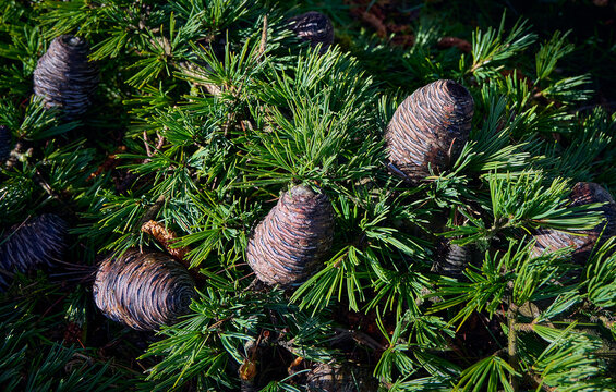 branches with cones of Himalayan cedar (Cedrus deodara, deodar cedar) close-up. Large brown barrel-shaped cones. natural coniferous background.
