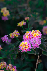 colorful blossom of Lantana or Verbenas  flower with copy past space for writing.Selective focus.